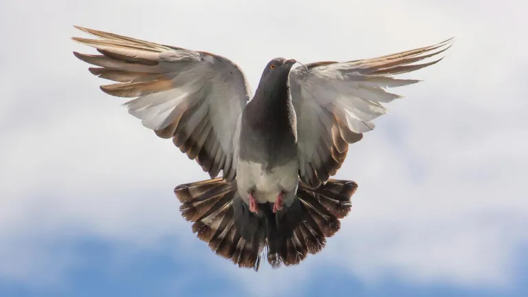 Conservación de aves en Colombia: Estrategia ENCA