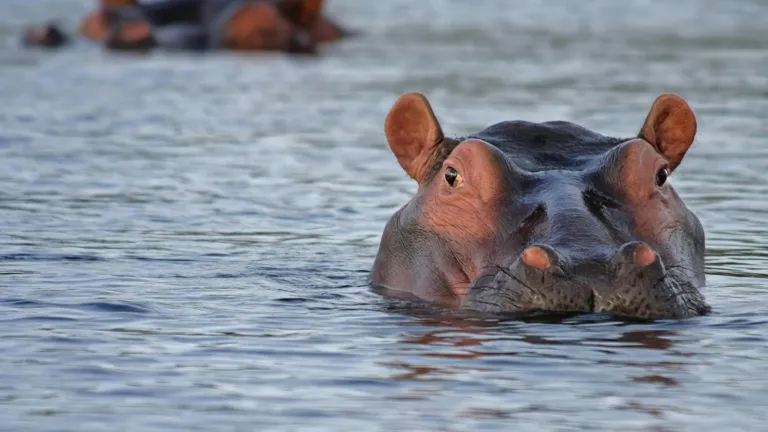 Hipopótamos en Colombia: especie invasora que amenaza la biodiversidad