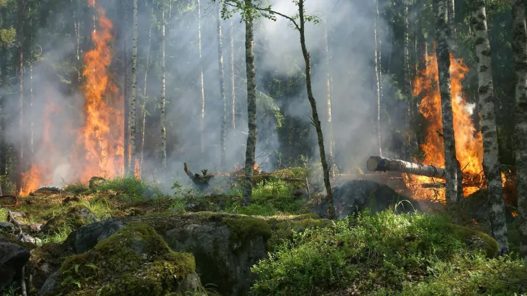 Incendios forestales: ¿cómo prevenirlos?