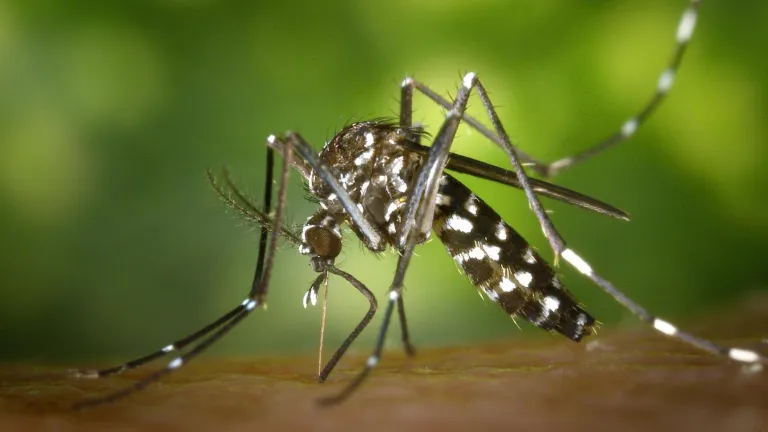 Una "biofábrica" de mosquitos en Colombia lucha contra el dengue