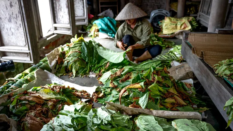La historia del tabaco: un recorrido que ha llevado a la humanidad del placen al aprobio
