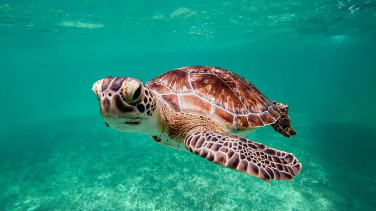Día Mundial de las Tortugas: 23 de mayo