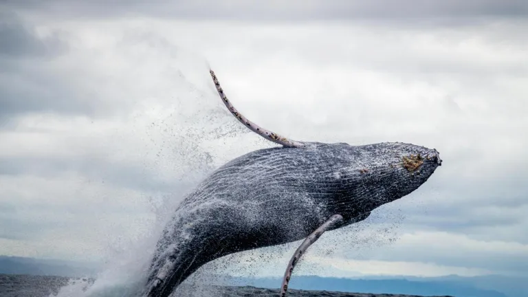 El cuidado de las ballenas y los delfines son una responsabilidad de todos