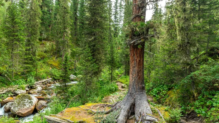 Desaparición de ecosistemas - panorama global