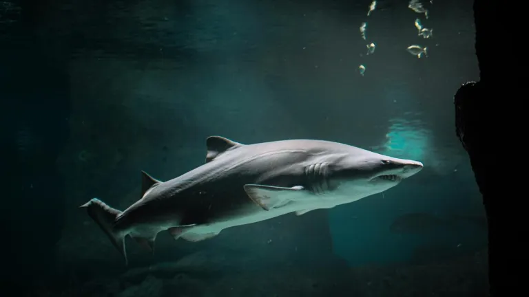 Población de tiburones y rayas en el mundo