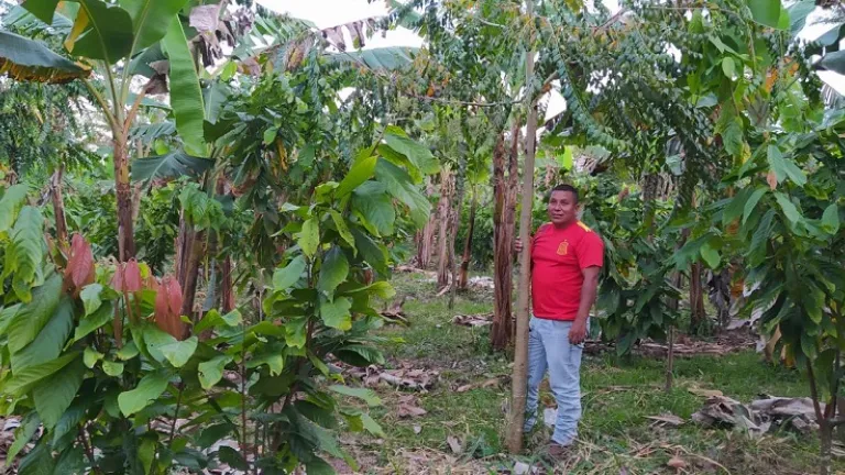 Proyecto agroforestal en Mesetas, Meta, con cerdos y cacao