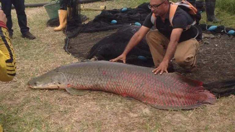 En peligro de extinción el pirarucú, pez emblemático de la Amazonía