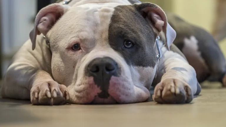 Dueño de perros pitbull multado con 46 millones en Bucaramanga por maltrato animal