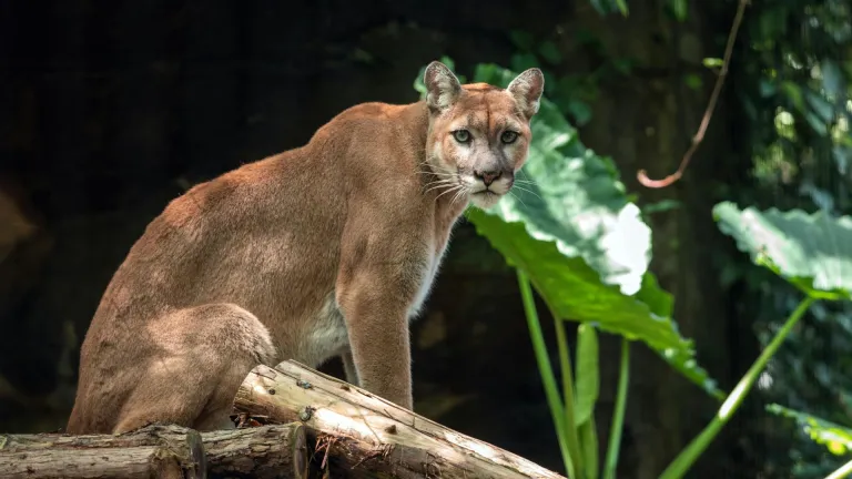 Avistamiento de puma en límites del Cauca y Valle del Cauca