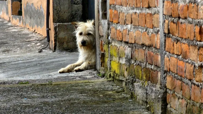 Envenenamiento masivo mascotas Villavicencio Hoy: qué está pasando