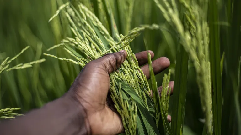 Acuerdo con los arroceros: recursos para pequeños y medianos productores de arroz  