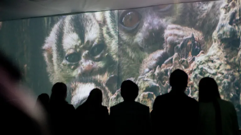 Exposición Salvando Primates