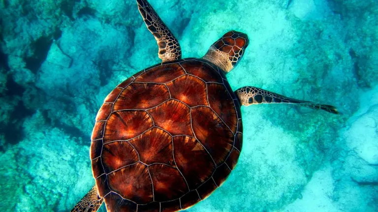 Fauna marina