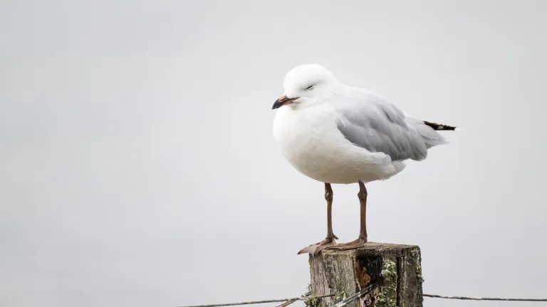 ¿Por qué los pájaros duermen de pie?