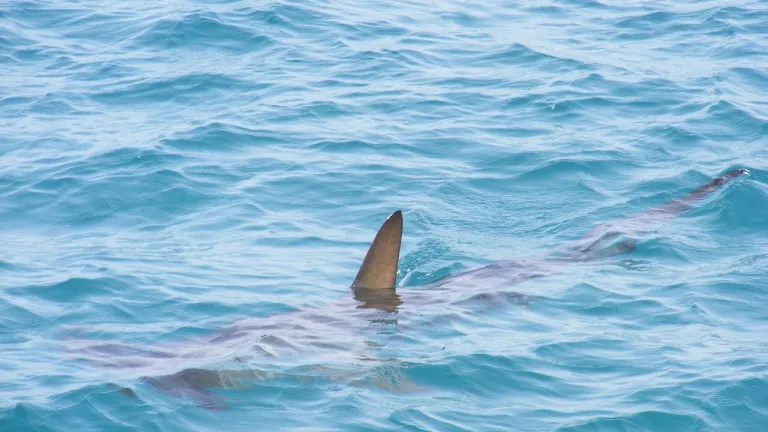 Tiburón en San Andrés: Qué dice Coralina 