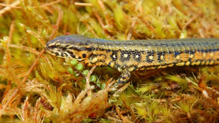 Nueva especie de lagarto en el Parque Nacional Otishi de Perú: características 
