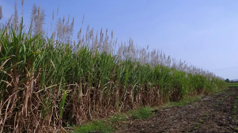 Enfrentamientos entre indígenas y trabajadores por invasión a una finca en el Cauca