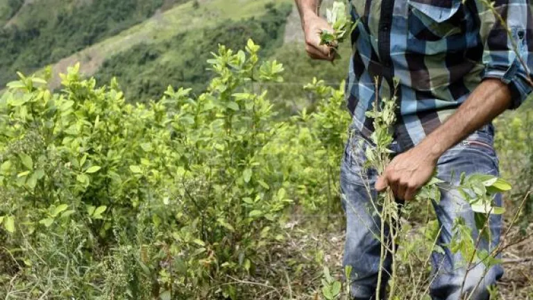 Sustitución de cultivos: familias son amenazadas en Putumayo