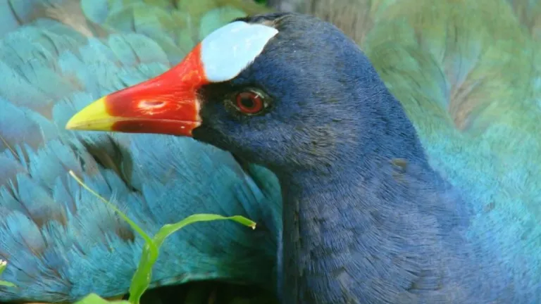 Más de mil tinguas azules fueron rescatadas en Bogotá 