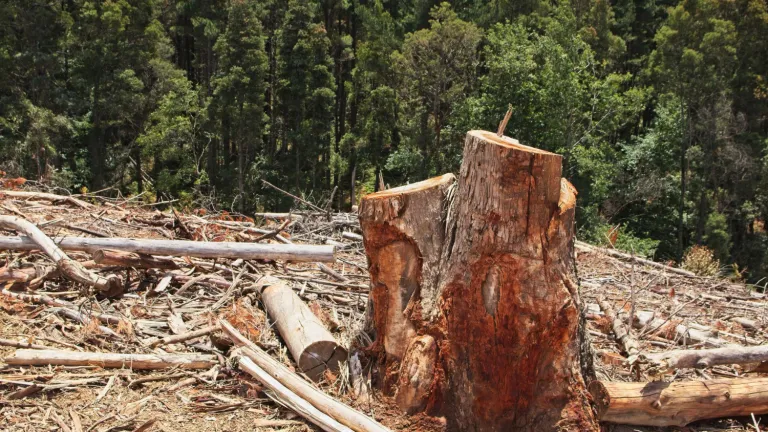Reino Unido hará millonaria donación para combatir deforestación en Colombia