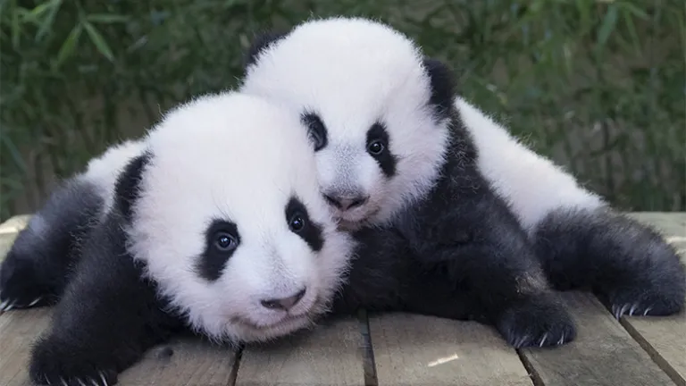 gemelas panda en un zoológico francés