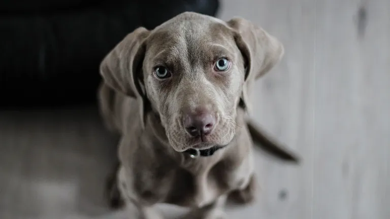 Bogotá: esterilizar a tu perro o gato es gratis este mes