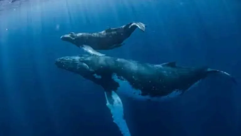 Avistamiento de ballenas y delfines: lo bueno, lo malo y lo peligroso