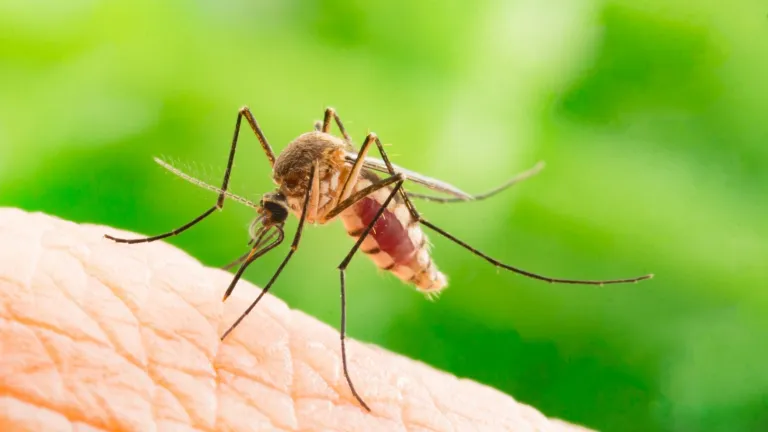 Casos de dengue en Barranquilla han aumentado durante el 2022