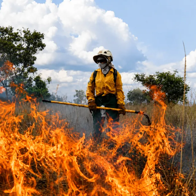 Incendio forestal. Foto tomada de internet