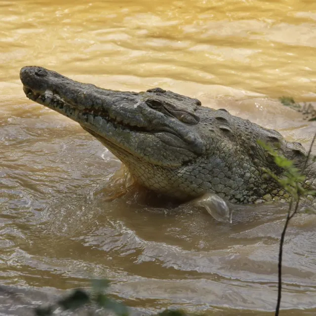 Colombia registra 83.725 especies, según cifras del MinAmbiente