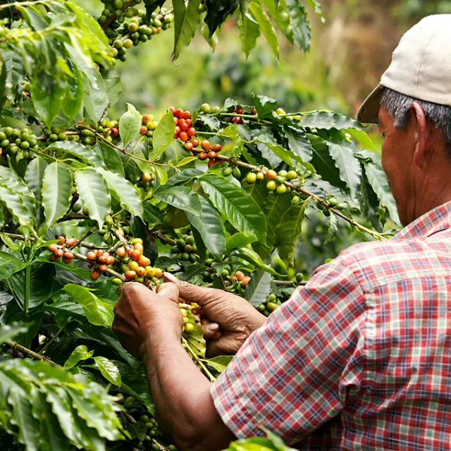 El Gobierno anuncia prórroga del contrato para administrar el Fondo Nacional del Café