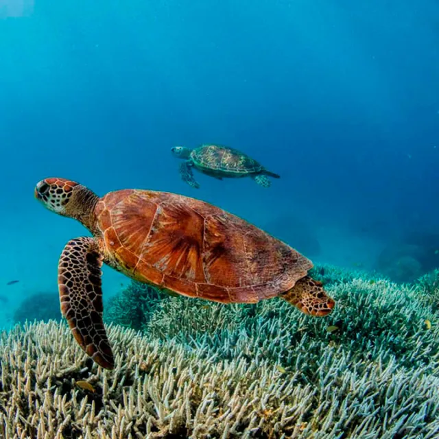 Fauna silvestre en América Latina registra una caída del 95 %, según el Informe Planeta Vivo 2026 de WWF