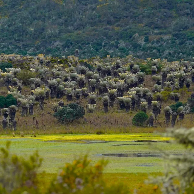 Gobierno del presidente Gustavo Petro protege 314 mil hectáreas del páramo Cruz Verde-Sumapaz