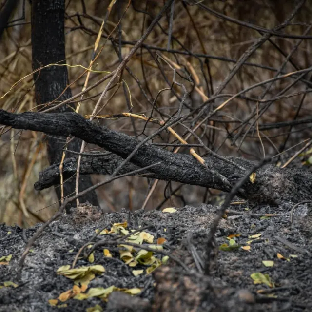 Incendios forestales en Colombia: recomendaciones para prevenir emergencias