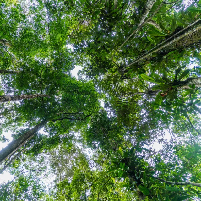 Conmemoración del día Internacional de la Preservación de los Bosques Tropicales tiene especial importancia en Colombia