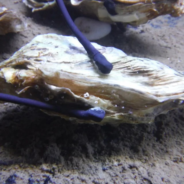 MolluScan: la solución biotecnológica francesa para monitorear la calidad del agua con moluscos
