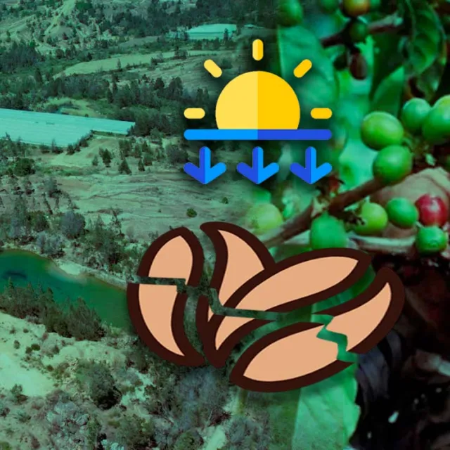 Producción de café en Colombia durante el fenómeno de El Niño.
