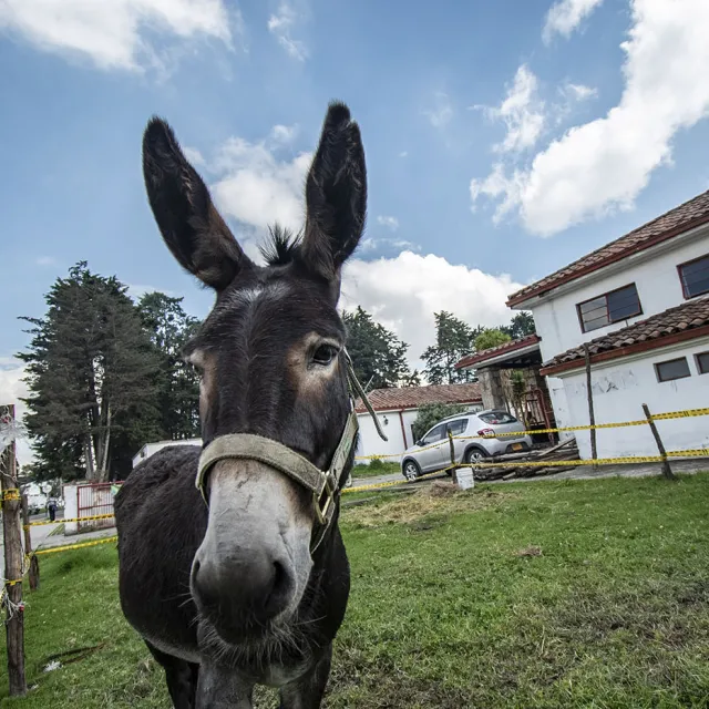 Burro