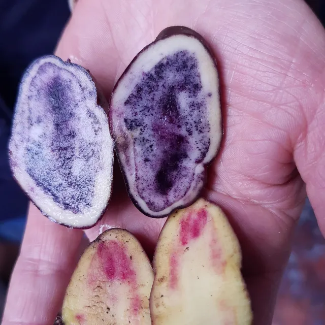 Emprendimientos en el campo colombiano