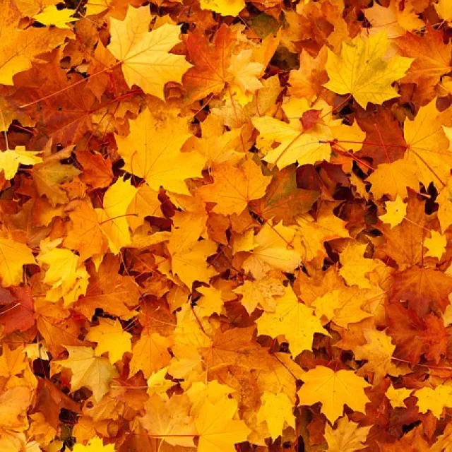 Los distintos colores del otoño