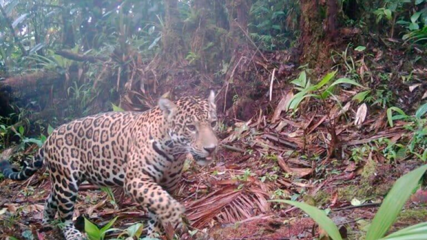 Avistamiento de puma en límites del Cauca y Valle del Cauca