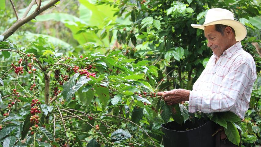 Huila tendrá cinco nuevas centrales de beneficio para fortalecer el café