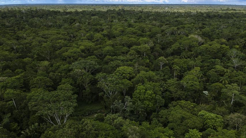 COP30 en Belém 2025: fondo histórico para proteger bosques 