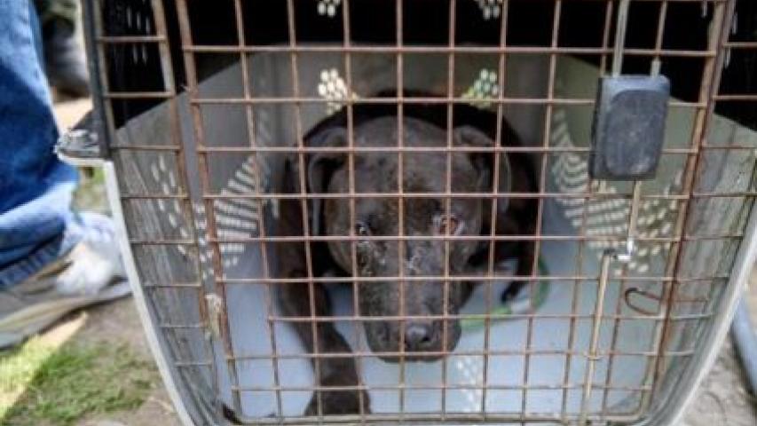 Red internacional de peleas de perros en Cundinamarca