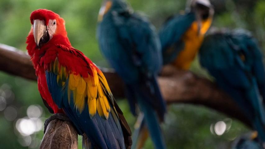 El mundo avanza en la protección de la diversidad biológica tras la COP16 celebrada en Cali