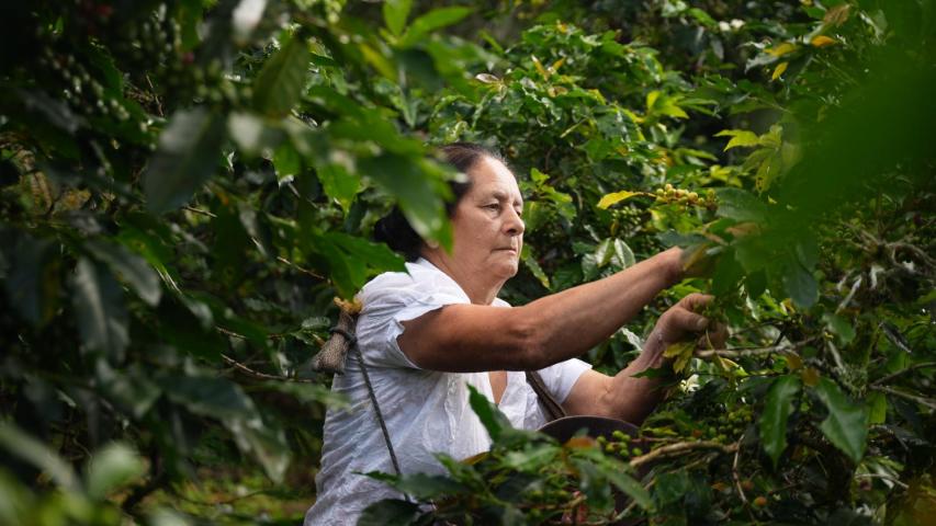 En 2025 Colombia tuvo récord en áreas sembradas y abastecimiento de alimentos