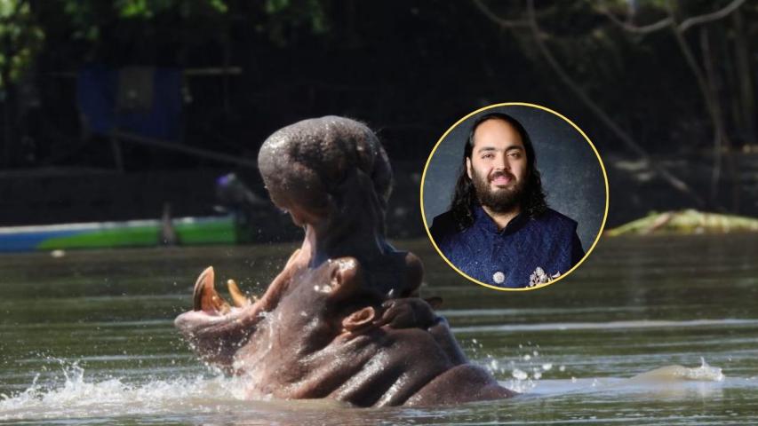 Hipopótamos en Colombia millonario indio Anant Ambani propone trasladar 80 ejemplares para evitar eutanasia