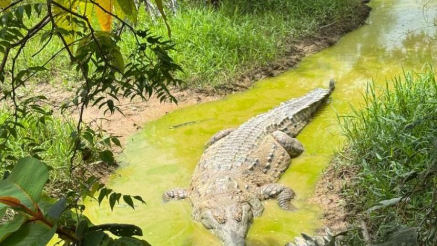 Plan para liberar y rescatar Caimán llanero