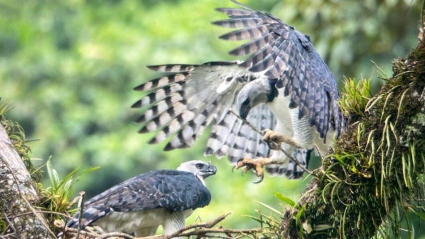 Reservas ecológicas en el Meta 