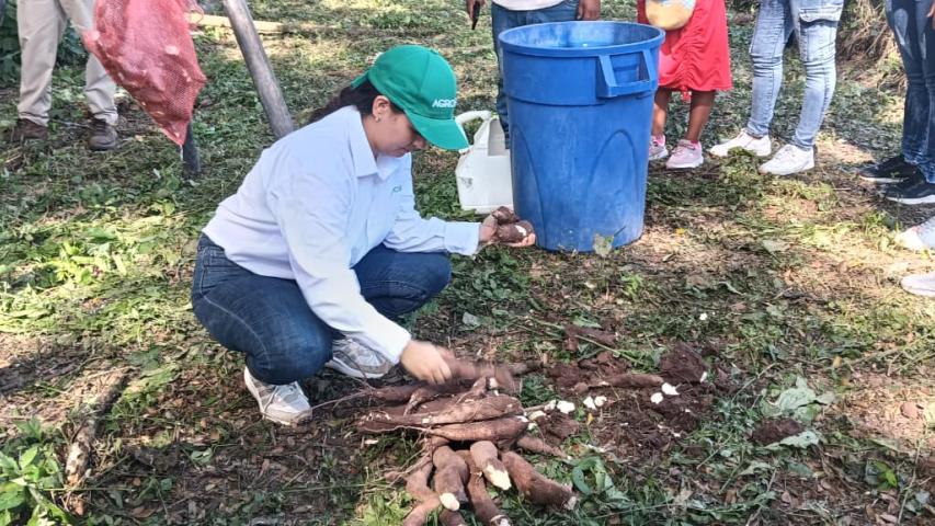 Variedades de yuca en Colombia: nuevas especies para consumo e industria